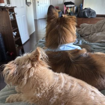 Keen K9 - Mickey and Freddie - Pet Training Near Me