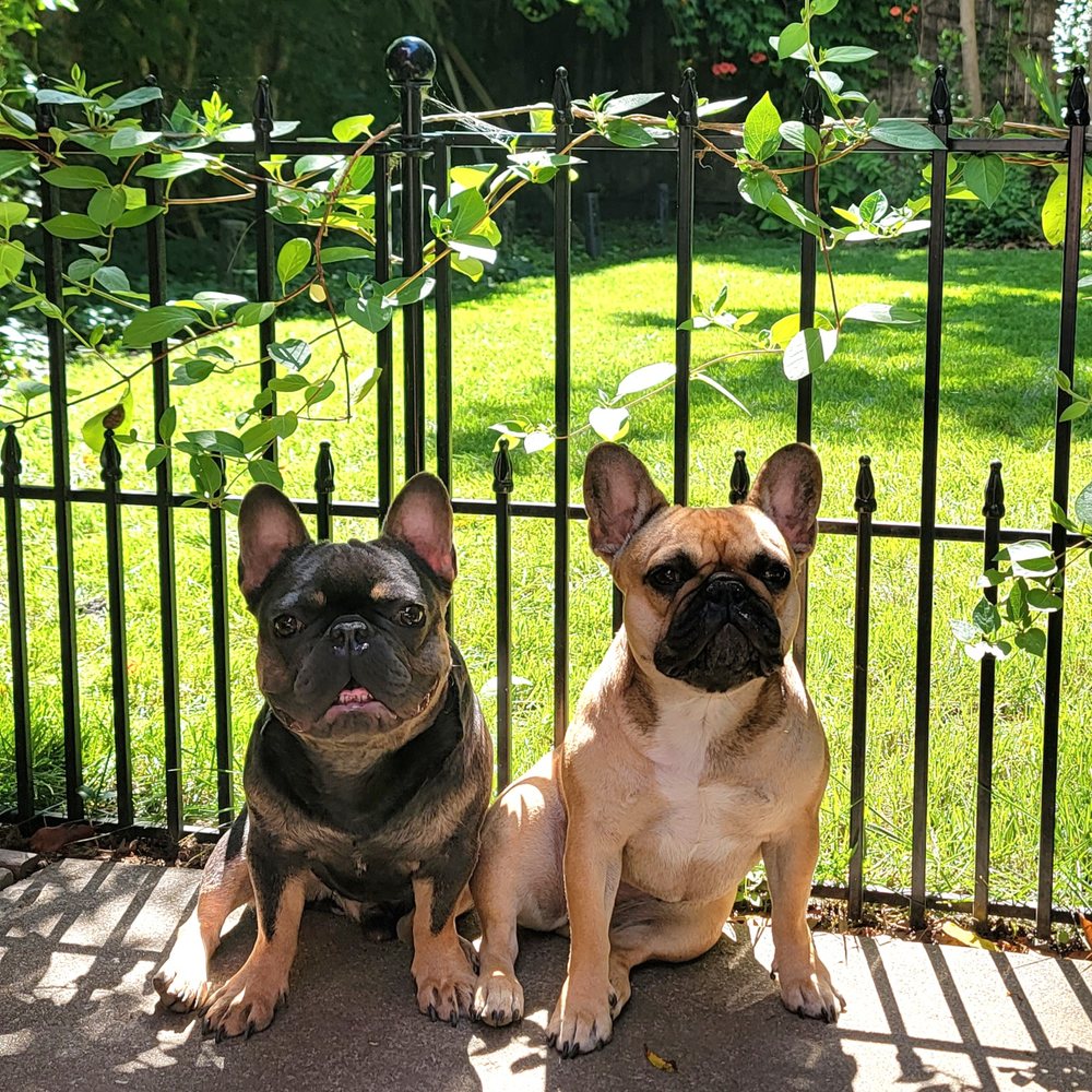 Darling Veterinary Clinic - Veterinarians Near Me - Chico, California