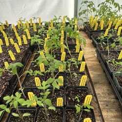 McLean Nurseries