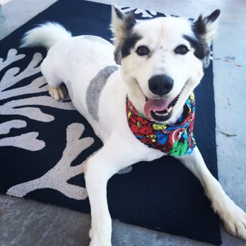 The Pet Barracks - Buddy got a haircut and a shampoo for CHEAP from the loving staff at The Pet Barracks! - Pet Groomers Near Me - El Paso, Texas