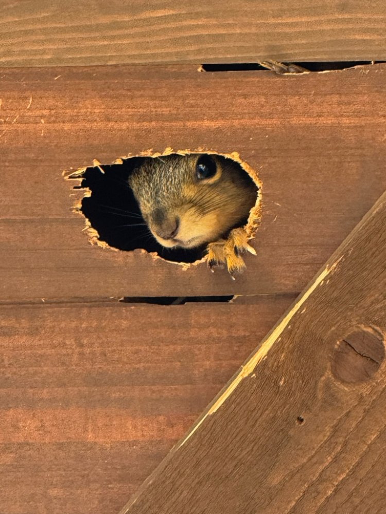 Rodent Retreat - veterans service organization in Grapevine, TX