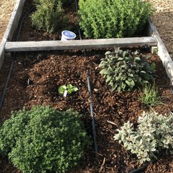 Food Roots - An herb bed at one of our school garden partner sites growing food to donate to food pantries and other free food programs.