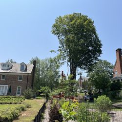 Queen City Silviculture - Large tree between 2 homes