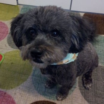 Doggie Mat - Baxter came back so clean and smellin' good! =) - Pet Groomers Near Me - Chino, California Doggie Mat - Baxter came back so clean and smellin' good! =) - Pet Groomers Near Me - Chino, California
