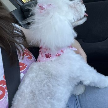 Anita’s Pets Grooming - Scarf - Pet Groomers Near Me - Winnetka, California Anita’s Pets Grooming - Scarf - Pet Groomers Near Me - Winnetka, California