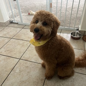 Don Doggos - Pet Groomers Near Me - Long Beach, California Don Doggos - Pet Groomers Near Me - Long Beach, California