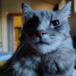 Rock Creek Veterinary Hospital - This is my mokey doks