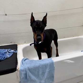 The Dog Wash - Rosie, having her "spa" day. 2025 - Pet Groomers Near Me - Saint Joseph, Missouri The Dog Wash - Rosie, having her "spa" day. 2025 - Pet Groomers Near Me - Saint Joseph, Missouri