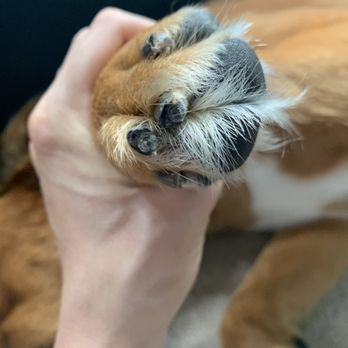 PetSmart - Sent home to look like this? - Pet Stores Near Me - Niles, Illinois