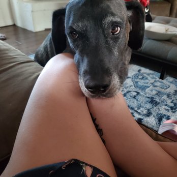 Yappy Hour Pet Sitting - "Can I PLEASE have some of that sammich?" - Cooper - Pet Sitting Near Me Yappy Hour Pet Sitting - "Can I PLEASE have some of that sammich?" - Cooper - Pet Sitting Near Me