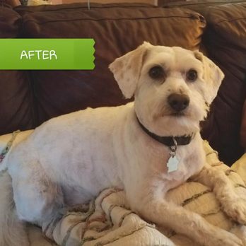 Jay the Groomer - Our handsome Duffy - Pet Groomers Near Me Jay the Groomer - Our handsome Duffy - Pet Groomers Near Me
