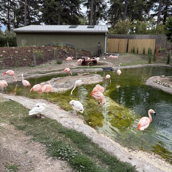 Tracy Aviary - Flamingo exhibit. Keep eating those shrimp boys. - Zoos Near Me - Salt Lake City, Utah Tracy Aviary - Flamingo exhibit. Keep eating those shrimp boys. - Zoos Near Me - Salt Lake City, Utah