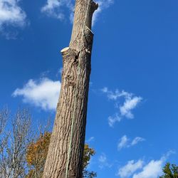 B&P tree service