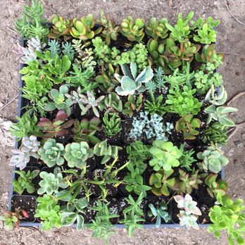 P & C Nursery - Nurseries & Gardening Near Me - Corona, California P & C Nursery - Nurseries & Gardening Near Me - Corona, California