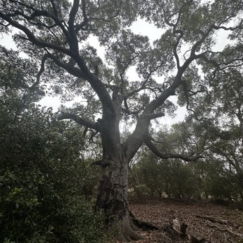 Conejo Valley Botanic Garden - Beautiful garden sun tree - Botanical Gardens Near Me - Thousand Oaks, California