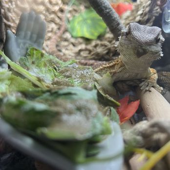 Beast Pets & Supplies - Reptile Shops Near Me - Spring Valley, California