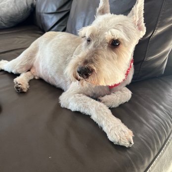 Boss The Pet Connection - Coco - Pet Groomers Near Me - Sunrise, Florida