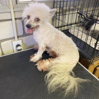 rita's dog groom - Pet Groomers Near Me rita's dog groom - Pet Groomers Near Me