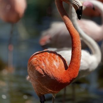 Safari West - American flamingo - Zoos Near Me - Santa Rosa, California Safari West - American flamingo - Zoos Near Me - Santa Rosa, California