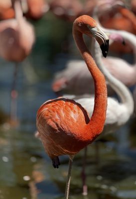 Safari West by null