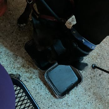 Campuzano Mexican Food - Water for dogs - Mexican Near Me - Dallas, Texas