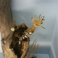 Naturkundliches Museum - Wiedehopf