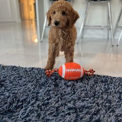 Dynamite Dog Training
