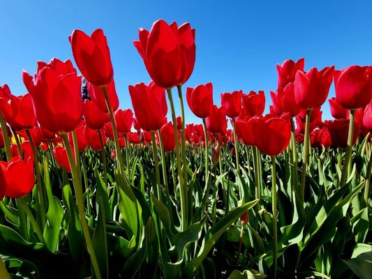 Wooden Shoe Tulip Farm by null