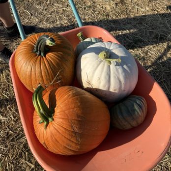 Lowe Family Farmstead - This years haul - Festivals Near Me - Kuna, Idaho Lowe Family Farmstead - This years haul - Festivals Near Me - Kuna, Idaho