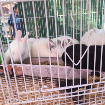 Fresno Flea Market - Been wanting to get Mr. Peyton a bunny or the duckling but he's still to rough with live animals :/ - Flea Markets Near Me - Fresno, California