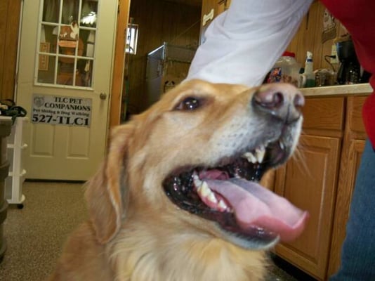 Tlc Pet Cottage 8390 Morris Rd Hilliard Oh Boarding Kennels