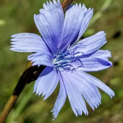 Pheasant Branch Conservancy - Chicory everywhere.
