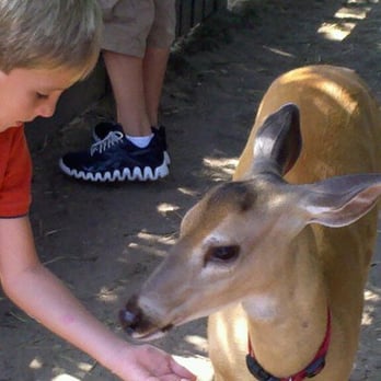 Lawton Stables - Callie the deer. - Horse Boarding Near Me - Hilton Head Island, South Carolina