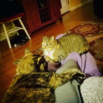 Pawesome Playdates - Kitty komforters - Dog Walkers Near Me - Chesapeake, Virginia