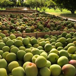 Mume Farm - Ume fruit harvest!