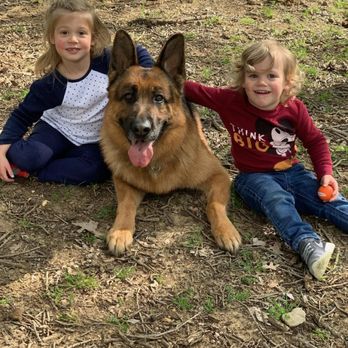 Nobleheim German Shepherds - Pet Breeders Near Me