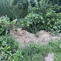 Kampers West - The mulch they don't care to clean up after mowing that causes severe allergies if you have them.