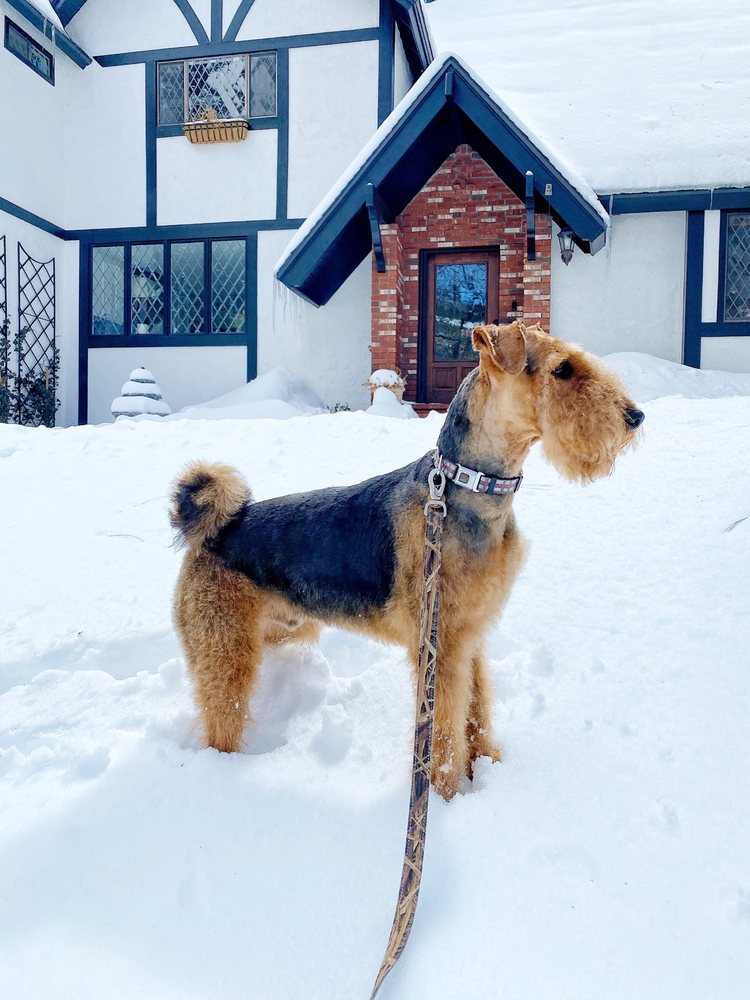 HEAD TO TAIL PET GROOMING Updated August 2024 14 Reviews 23966