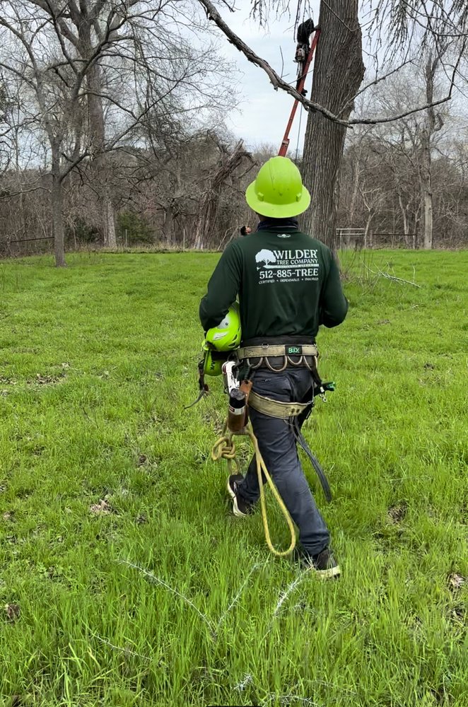 Wilder Tree Company - tree service in Austin, TX