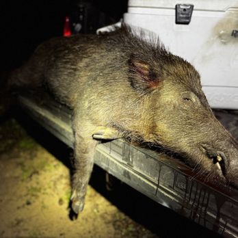 Boars Nest - Wildlife Hunting Ranges Near Me - Columbus, Texas
