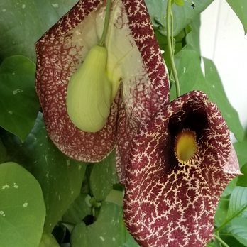 Florida Nursery Mart - Host Plant for Gold Rimmed Butterflies (Dutchman's Pipevine) - Landscaping Near Me - Davie, Florida Florida Nursery Mart - Host Plant for Gold Rimmed Butterflies (Dutchman's Pipevine) - Landscaping Near Me - Davie, Florida
