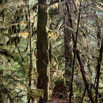 Burnt Lake Trail - Hiking Near Me