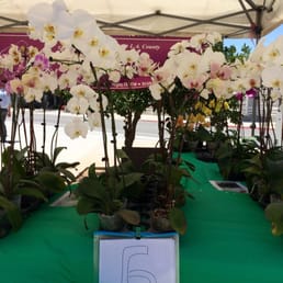 Huge orchid for $6?! Huge orchid for $6?!