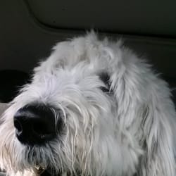 MuttMamaKC - Riding with Muttmama to figure day care is the best!