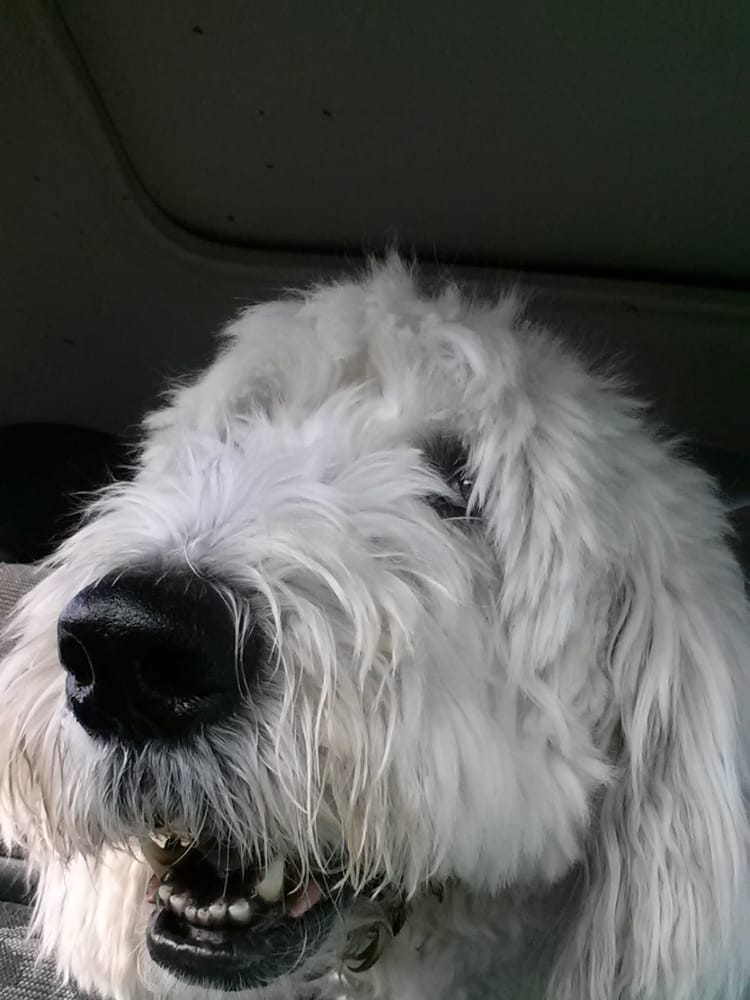 MuttMamaKC - pet boarding facility in Mission, KS