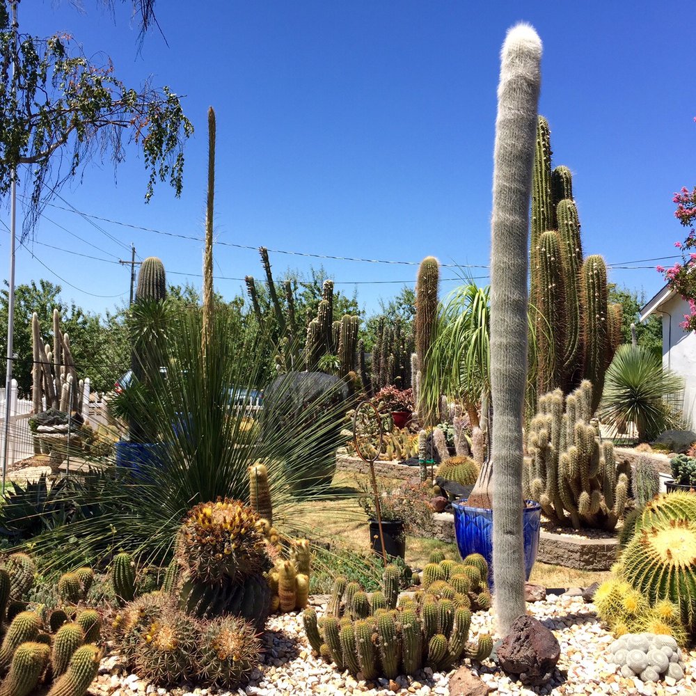 Poot's Cactus Nursery - Poots outside - Nurseries & Gardening Near Me - Ripon, California Poot's Cactus Nursery - Poots outside - Nurseries & Gardening Near Me - Ripon, California
