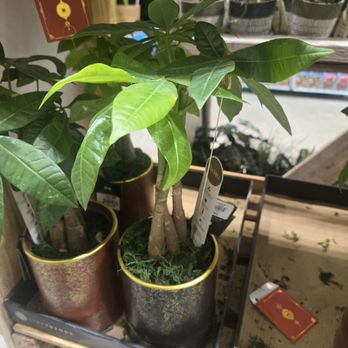 Lowe's Home Improvement - Love these little trees - Hardware Stores Near Me - Chicago, Illinois