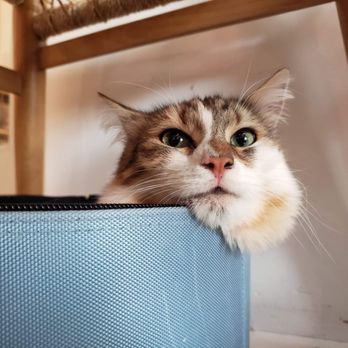 KitTea - Pet Adoption Near Me - San Francisco, California