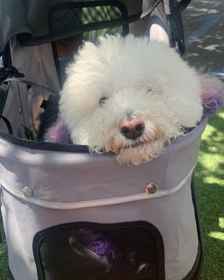 Citydog! Club by null