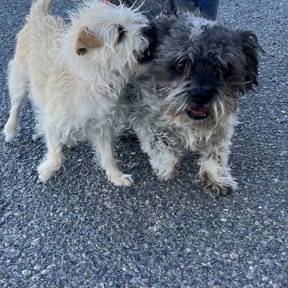 Pahrump grooming - Before - Pet Groomers Near Me - Pahrump, Nevada Pahrump grooming - Before - Pet Groomers Near Me - Pahrump, Nevada